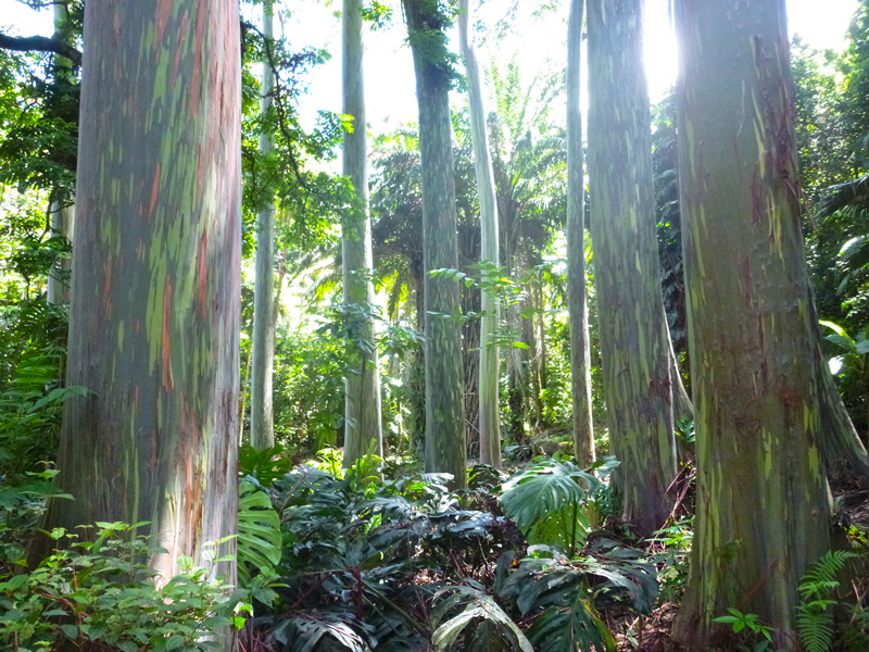 Rainbow eucalyptus trees maui hawaii