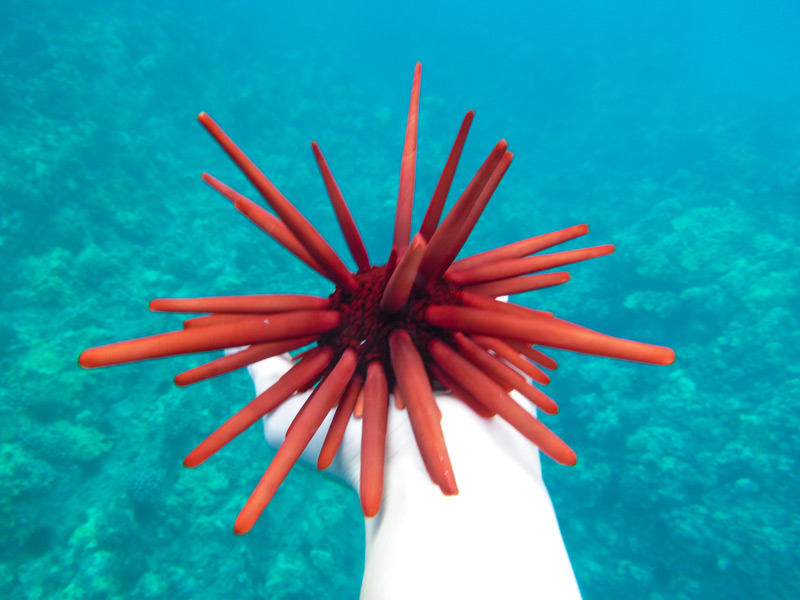 Red pencil sea urchin maui hawaii