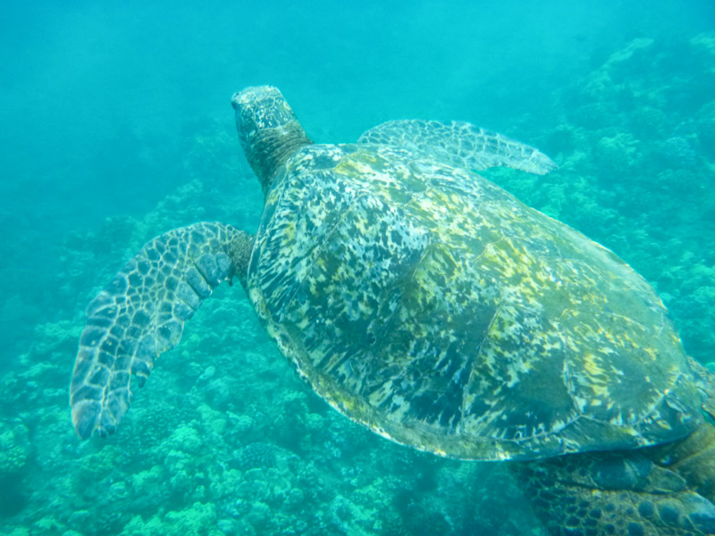 Sea turtle maui hawaii