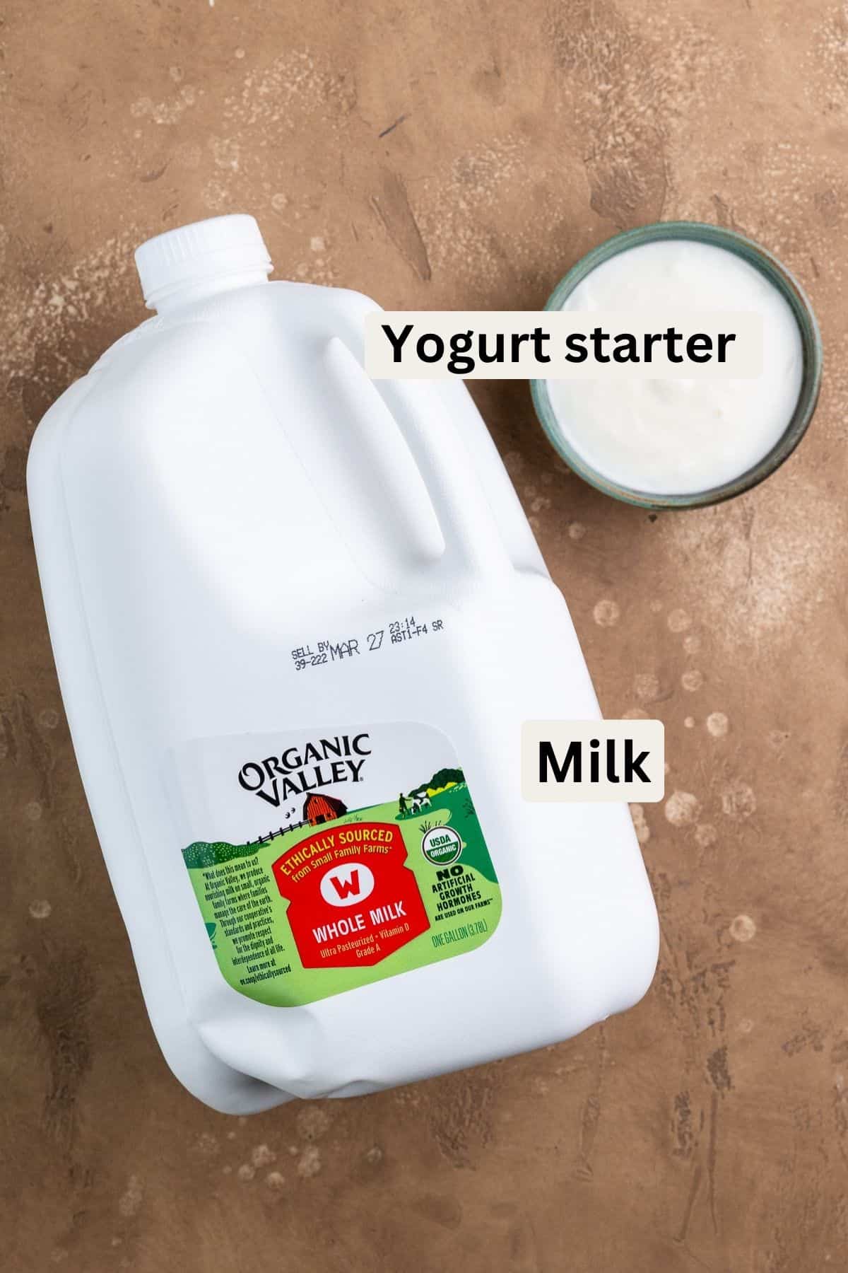 Ingredients needed to make yogurt: ¼ cup yogurt and gallon of milk.